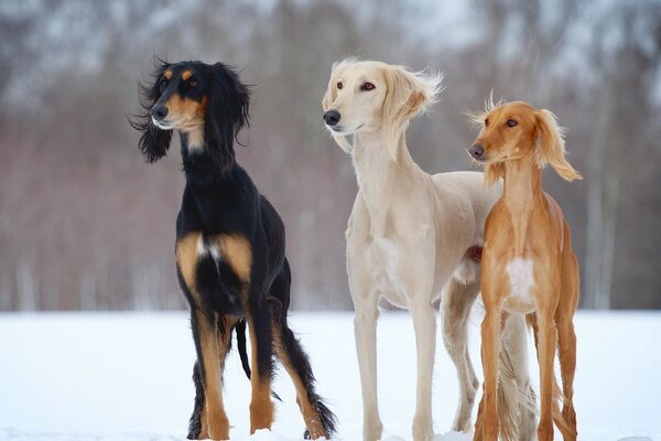 三只狗在冬季森林里戒备