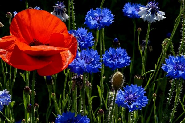 Pavot lumineux et autres fleurs