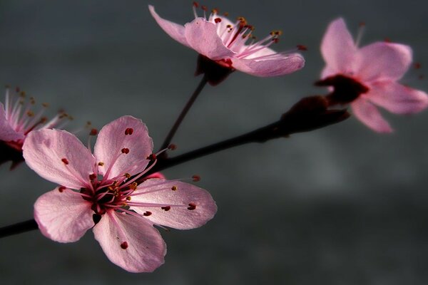 Nature, fleur closeup