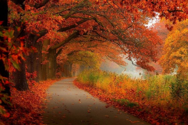 Camino en el bosque de otoño