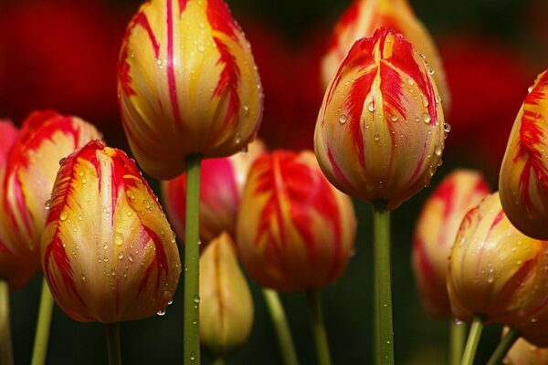 Tupans in the spring rain photo