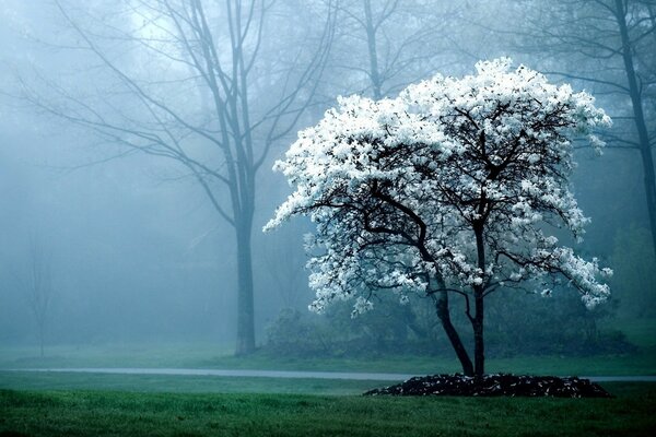 Ein Baum in den weißen Farben eines Einzelnen steht im Nebel