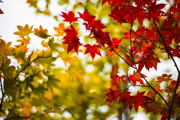 Contraste hojas verano-otoño verde-rojo