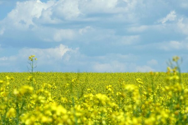 Blumenfeld vor dem Hintergrund von Wolken und blauem Himmel