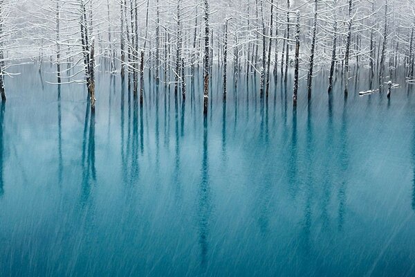 Trees in frost in a frozen pond