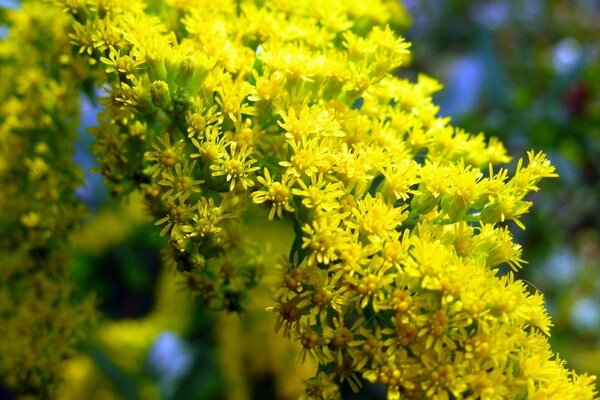 Petites fleurs jaunes