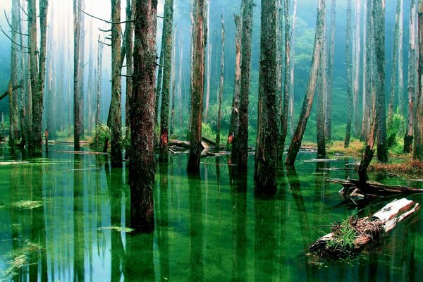 Couleurs vives de la forêt d été