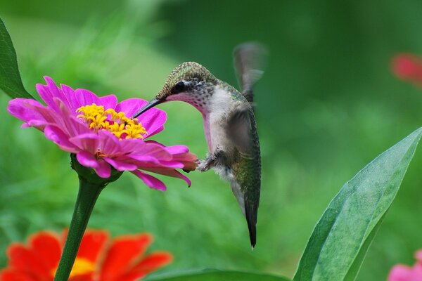 Un pequeño colibrí recoge néctar de una flor rosa