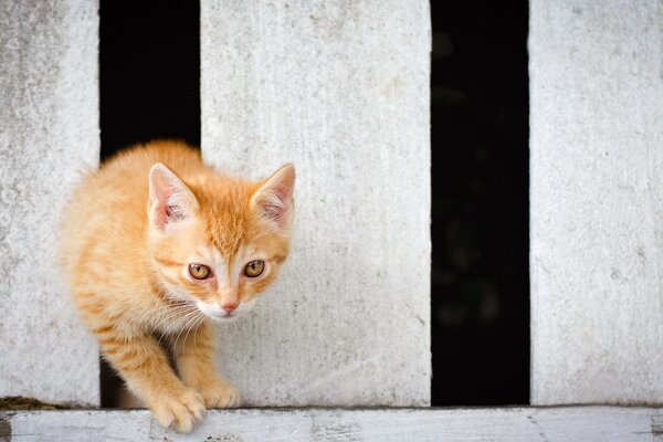 Котенка қоршаудағы тақталардың арасына шығады