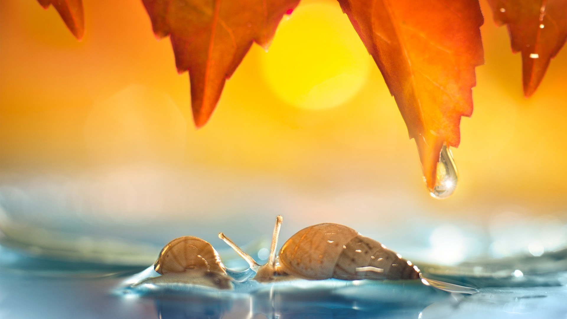 tiere unschärfe herbst blatt stillleben wasser natur