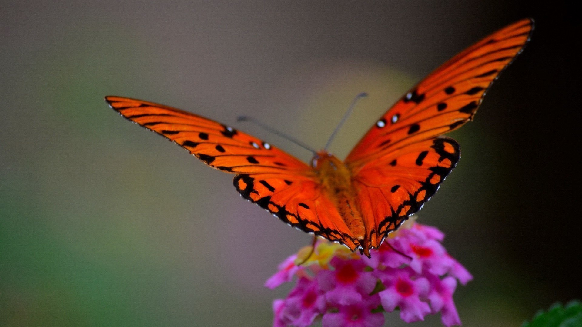 animals insect butterfly nature wildlife flower invertebrate color beautiful delicate animal outdoors biology fly summer wing