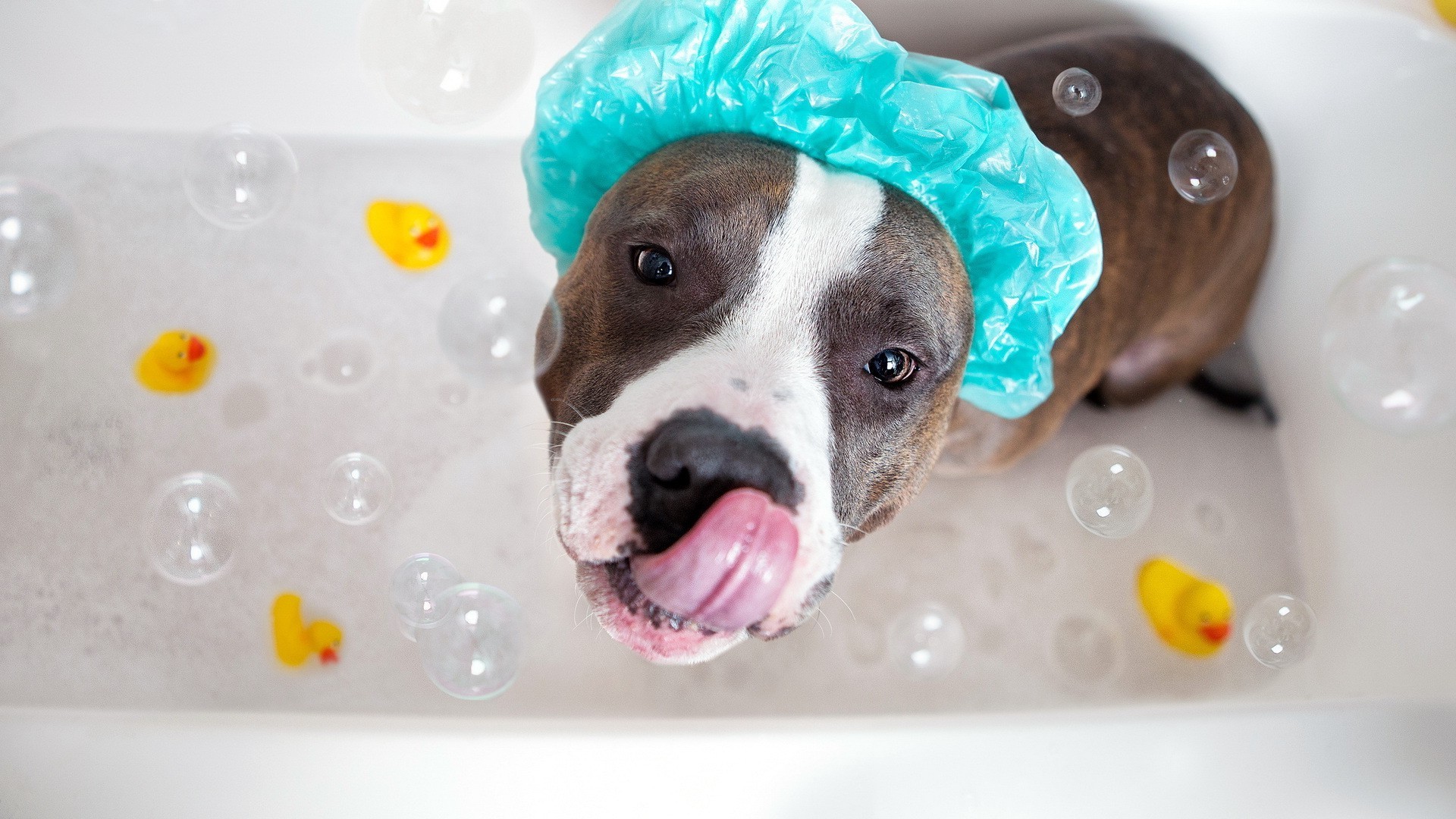 hunde nass wasser seife niedlich badezimmer badewanne hund wenig lustig badewanne