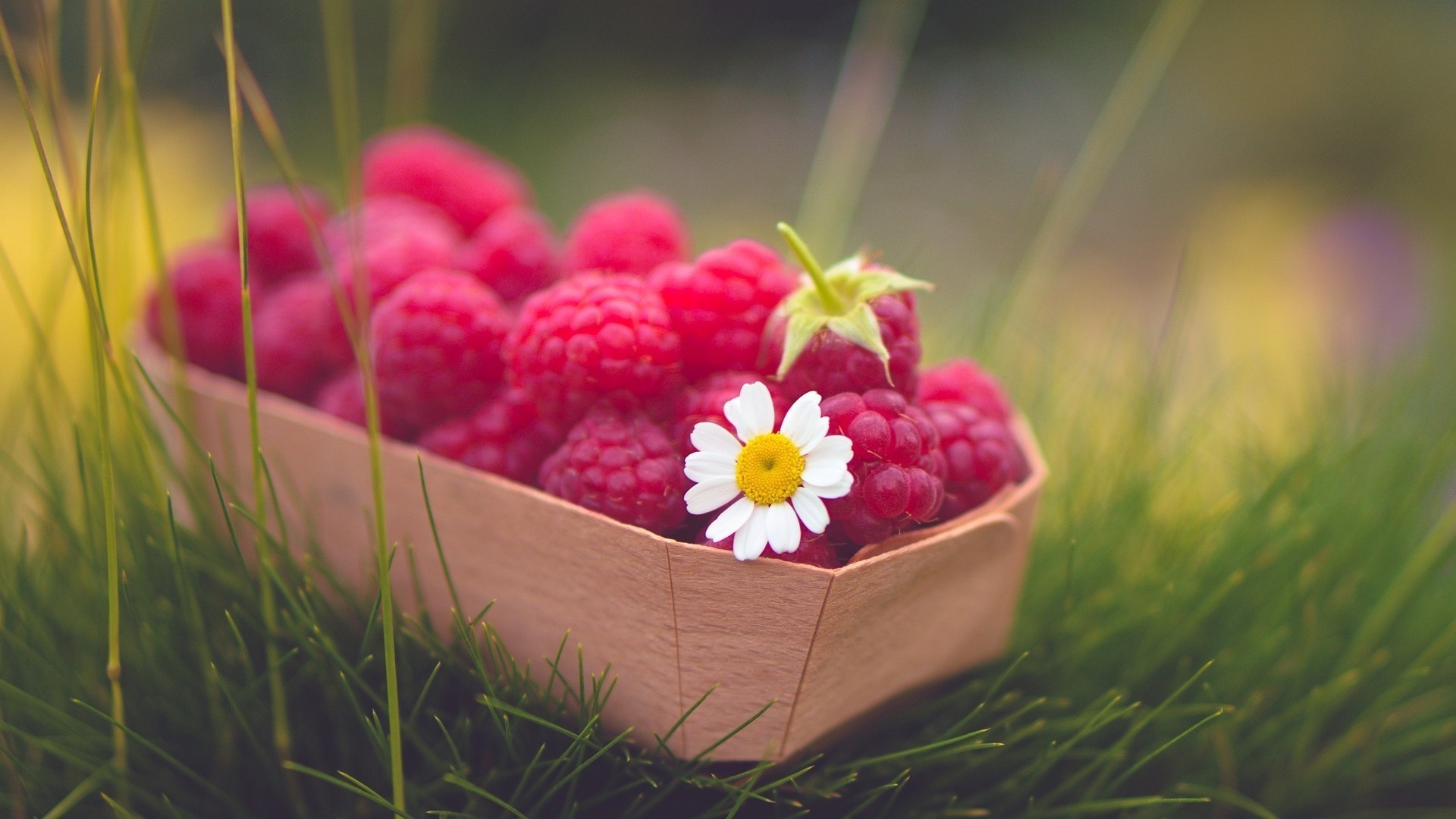 beeren natur garten essen obst sommer schließen gesund gras blume süßwaren farbe frische