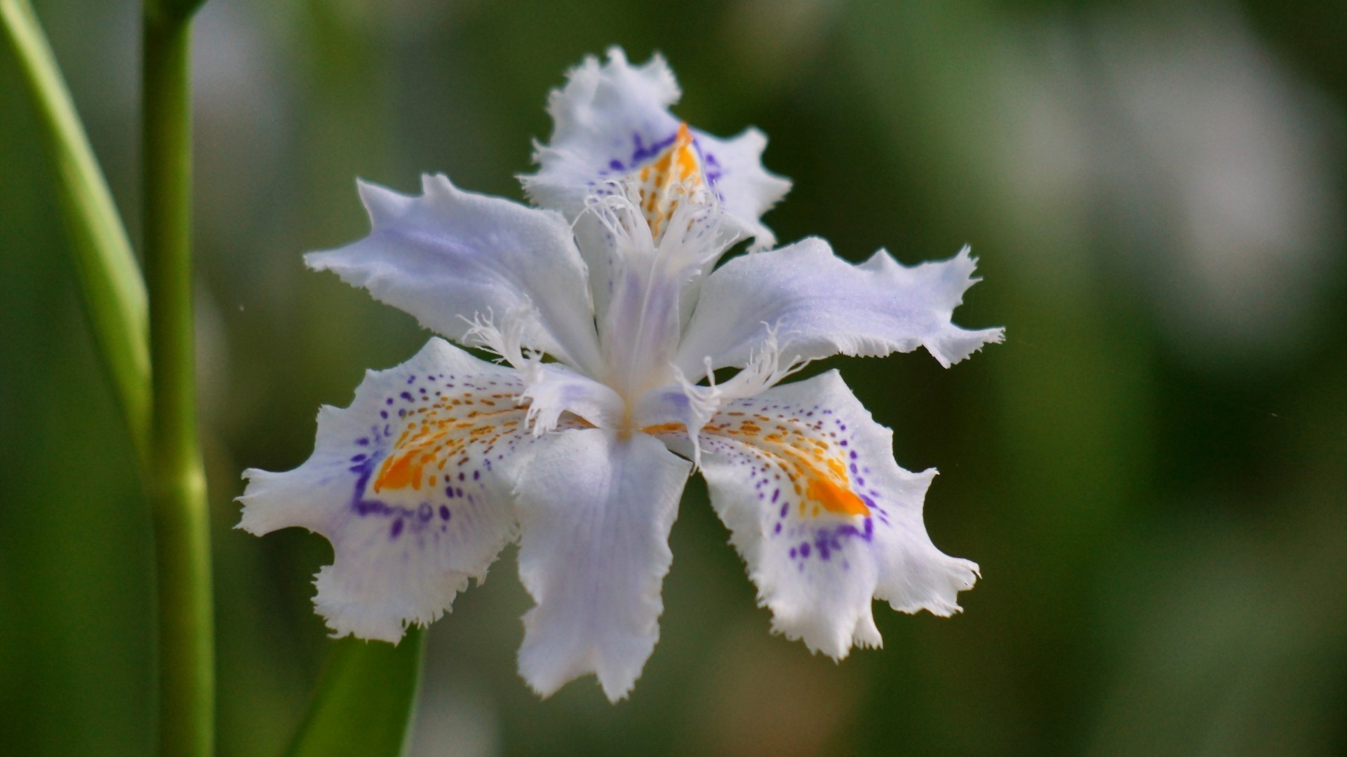 closeup nature flora flower outdoors garden color leaf summer close-up floral