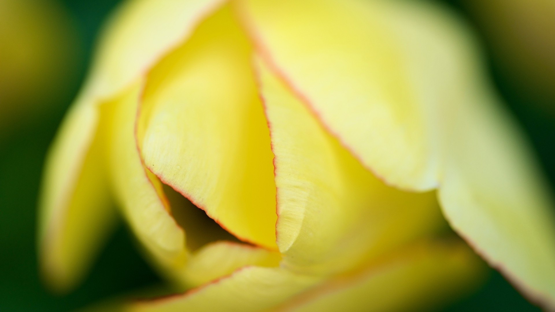 nahaufnahme blume natur liebe romantik hochzeit farbe flora blatt garten hell sommer sanft tulpe tau blütenblatt rose unschärfe nass regen