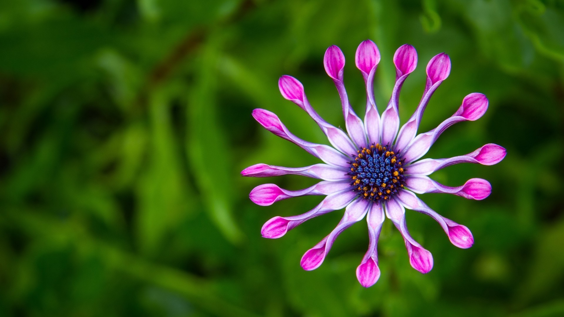 gros plan nature fleur flore été jardin pétale feuille couleur floral lumineux bluming gros plan belle saison croissance vivace