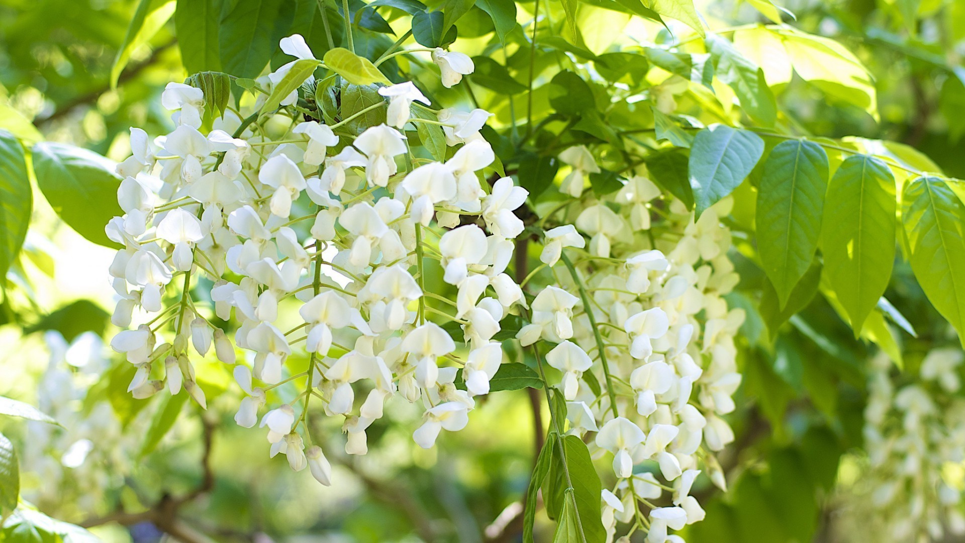 fiori natura flora foglia giardino fiore stagione ramo estate albero crescita primo piano colore floreale fioritura luminoso arbusto freschezza ambiente botanico