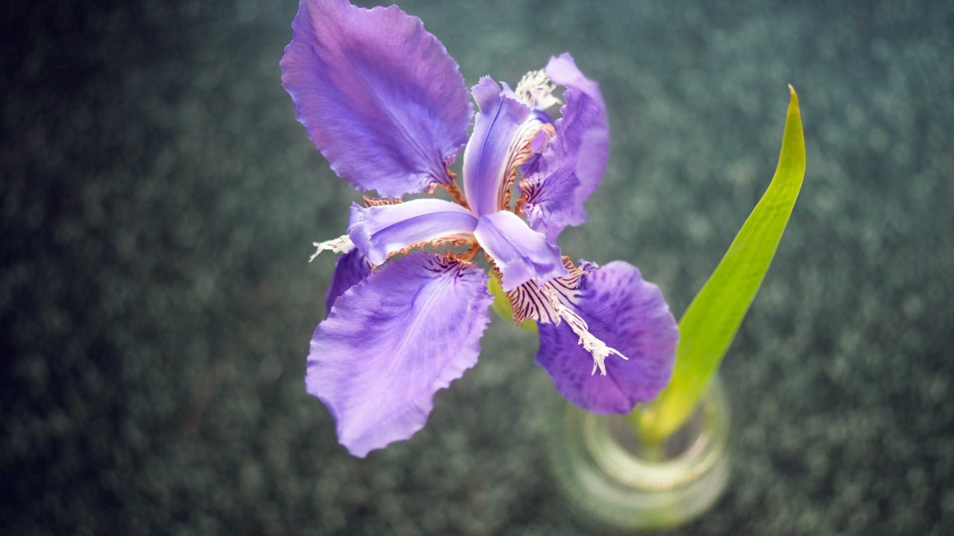 flores flor natureza flora cor bela folha jardim blooming floral brilhante pétala verão ao ar livre