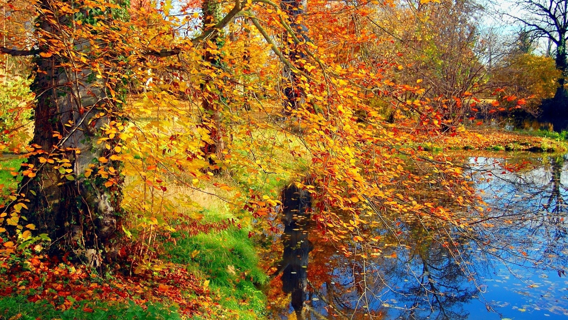 rivières étangs et ruisseaux étangs et ruisseaux automne feuille arbre érable saison bois nature paysage parc branche changement paysages or scénique scène lumineux à l extérieur environnement couleur beau temps