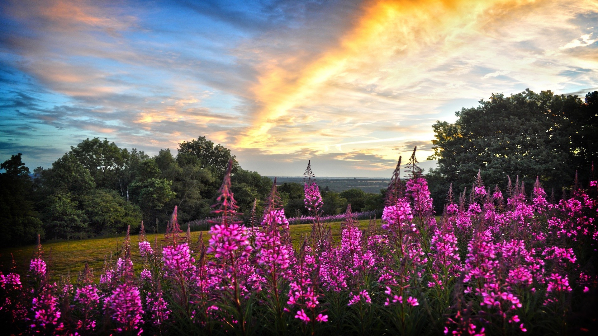 fleurs fleur paysage nature à l extérieur flore jardin été foin champ rural