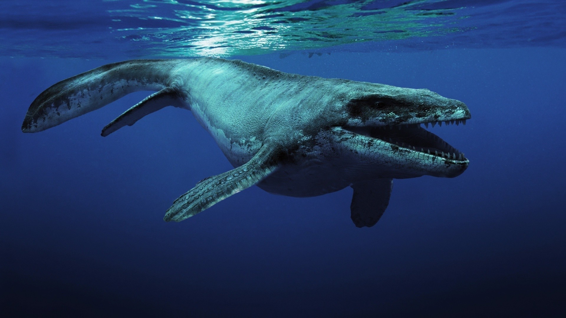 animaux magiques sous-marin eau poissons requin natation mer océan ventilateur faune sous-marin baleine