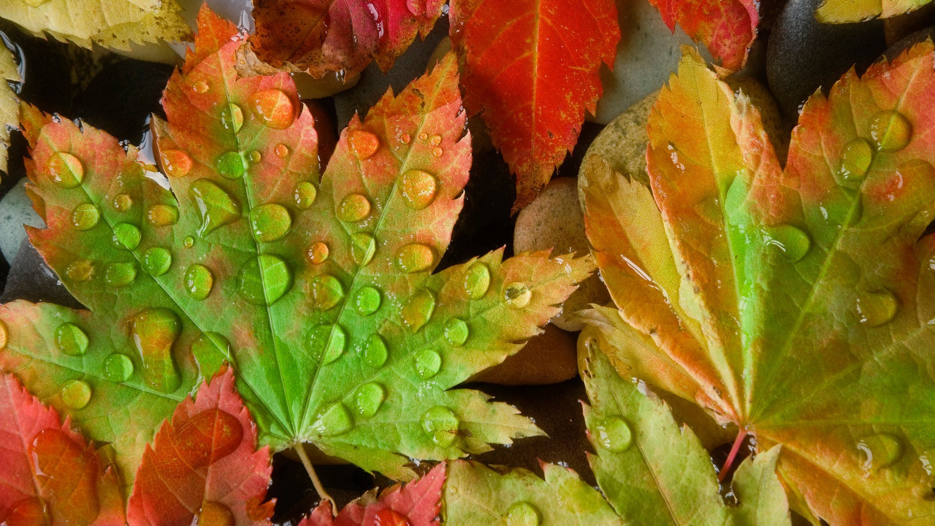 folhas folha outono natureza flora cor desktop close-up jardim comida bordo crescimento temporada