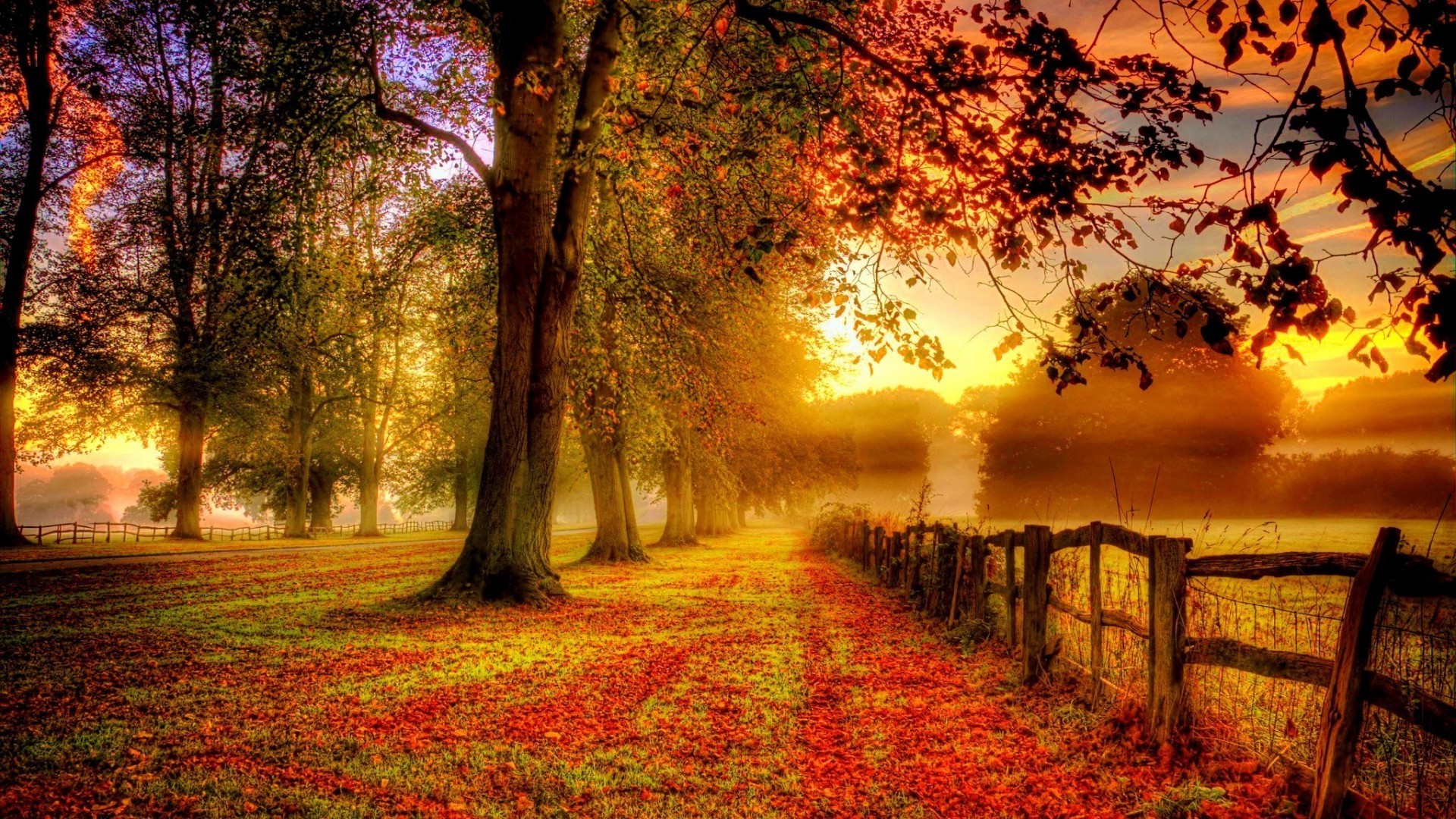 the sunset and sunrise fall tree landscape leaf park dawn nature wood sun scenic season fair weather scenery