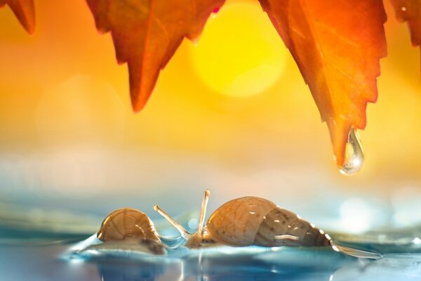 Two snails crawling on the water