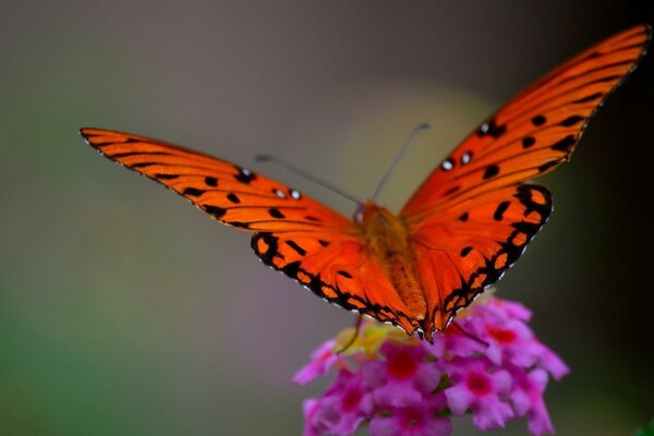 Borboleta brilhante sentada em uma flor