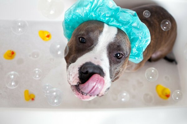 Chien brun dans un bonnet bleu