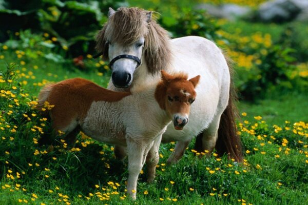 Dois animais na grama verde