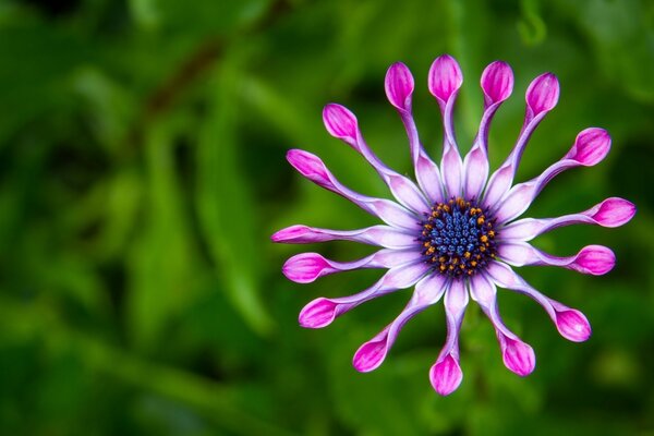 Exotische Blume mit Lepesken wie Sonnenstrahlen