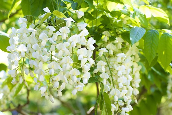 Fleurs blanches sur des branches vert clair