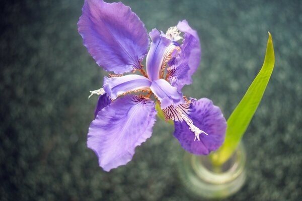 Hermosa flor de color lila