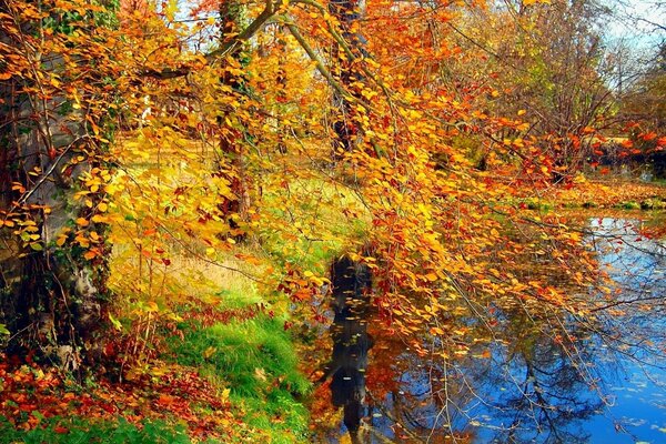 Autumn trees with bright leaves and a pond