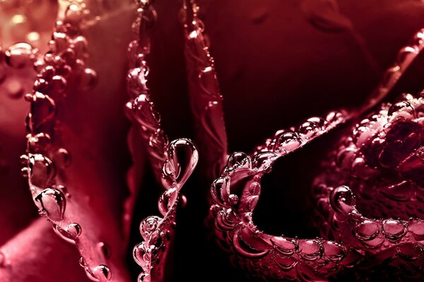 Fotografía macro de hojas de rocío con gotas de agua