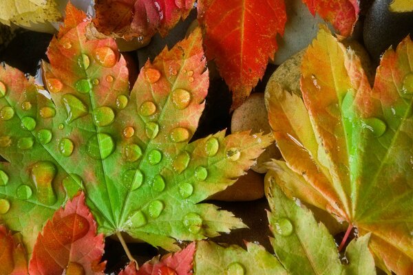 Tropfen auf hellen Herbstblättern