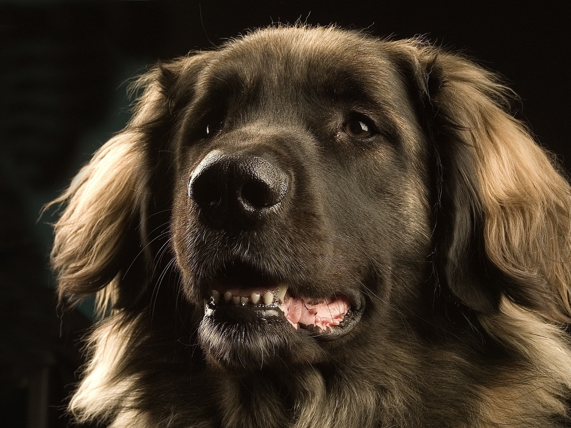 dogs dog canine portrait pet puppy mammal studio animal cute pedigree fur breed eye sheepdog purebred retriever