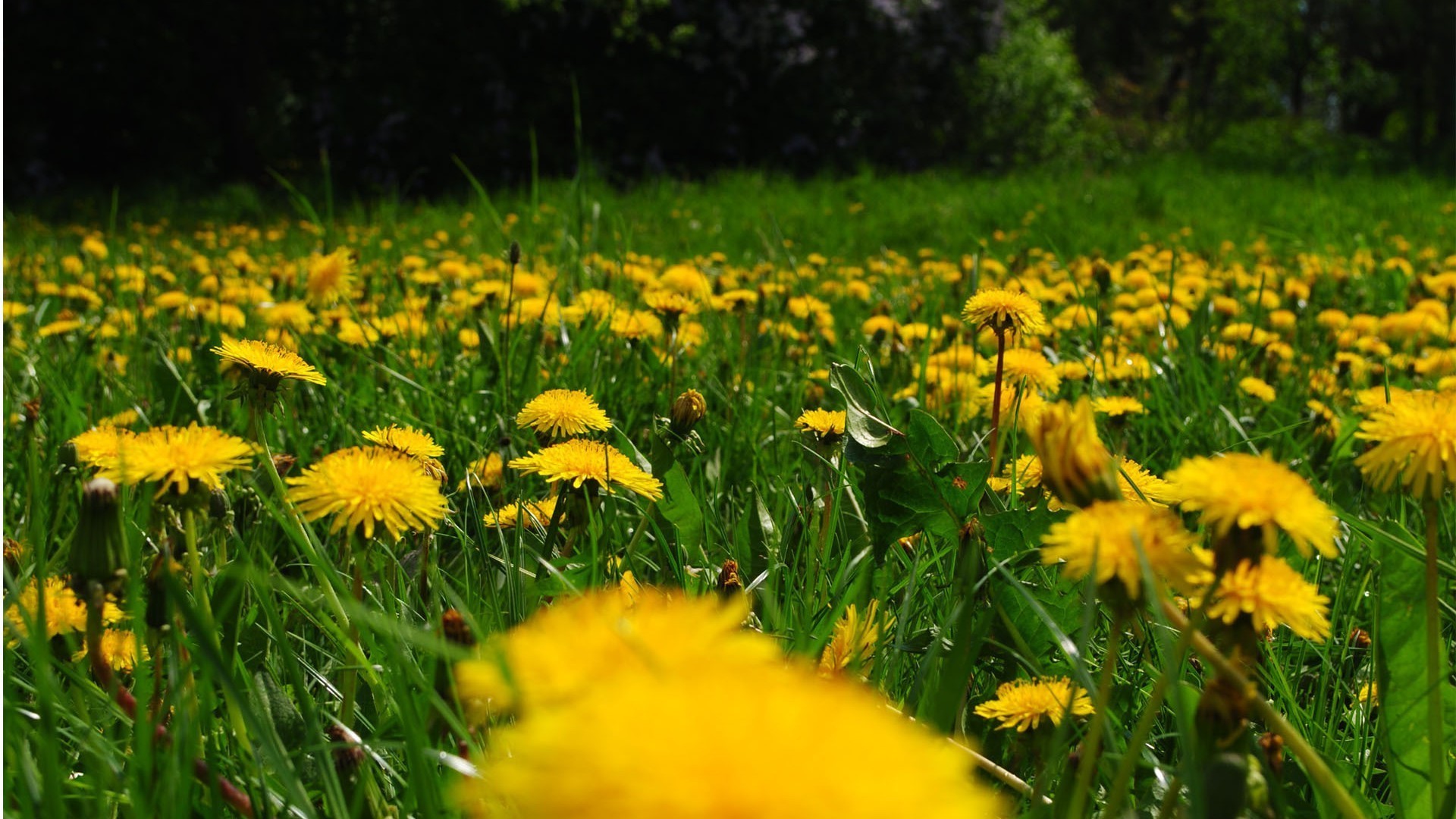 flowers grass nature flower summer hayfield field dandelion flora rural fair weather sun lawn garden outdoors leaf floral growth bright season