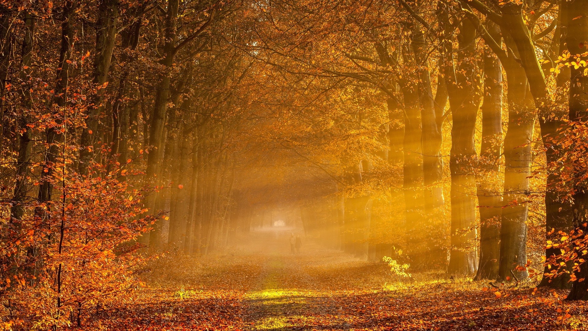 atardecer y amanecer otoño hoja madera árbol niebla naturaleza amanecer niebla paisaje parque oro al aire libre brillante buen tiempo luz temporada sol misterio