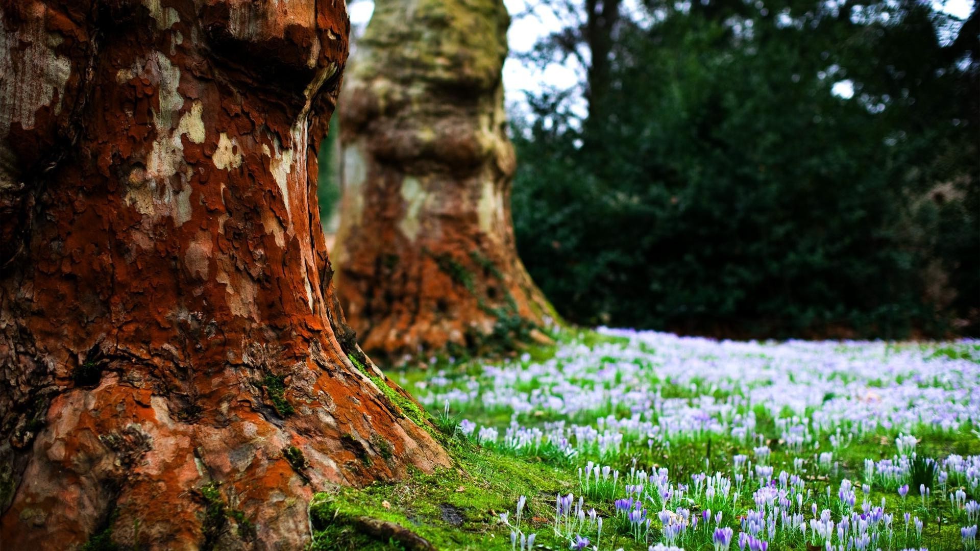 flowers wood nature landscape tree outdoors leaf flora scenic park flower season growth travel