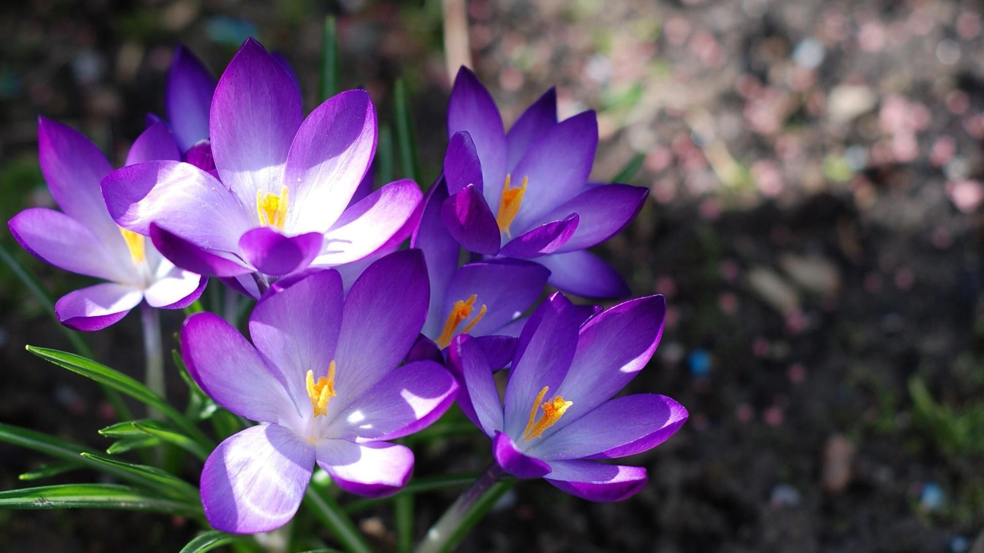 flowers nature flower flora leaf garden blooming petal summer floral bright color outdoors growth beautiful