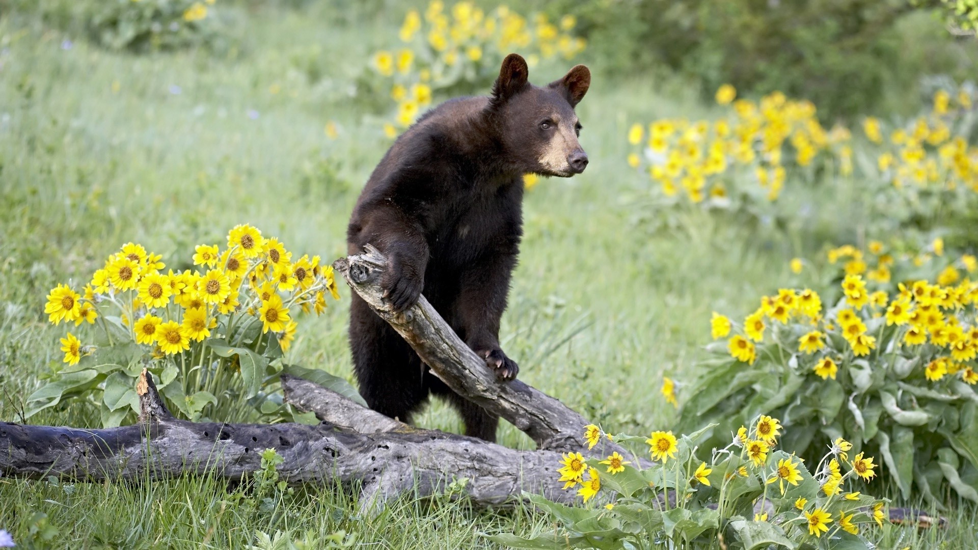 bears nature outdoors grass mammal hayfield summer field flower flora