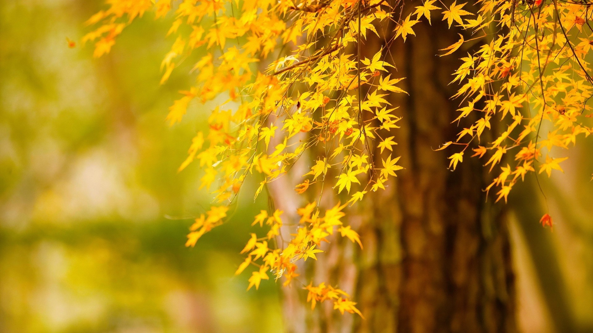 arbres feuille automne nature bois bois soleil beau temps à l extérieur lumineux saison croissance flore érable branche parc luxuriant été