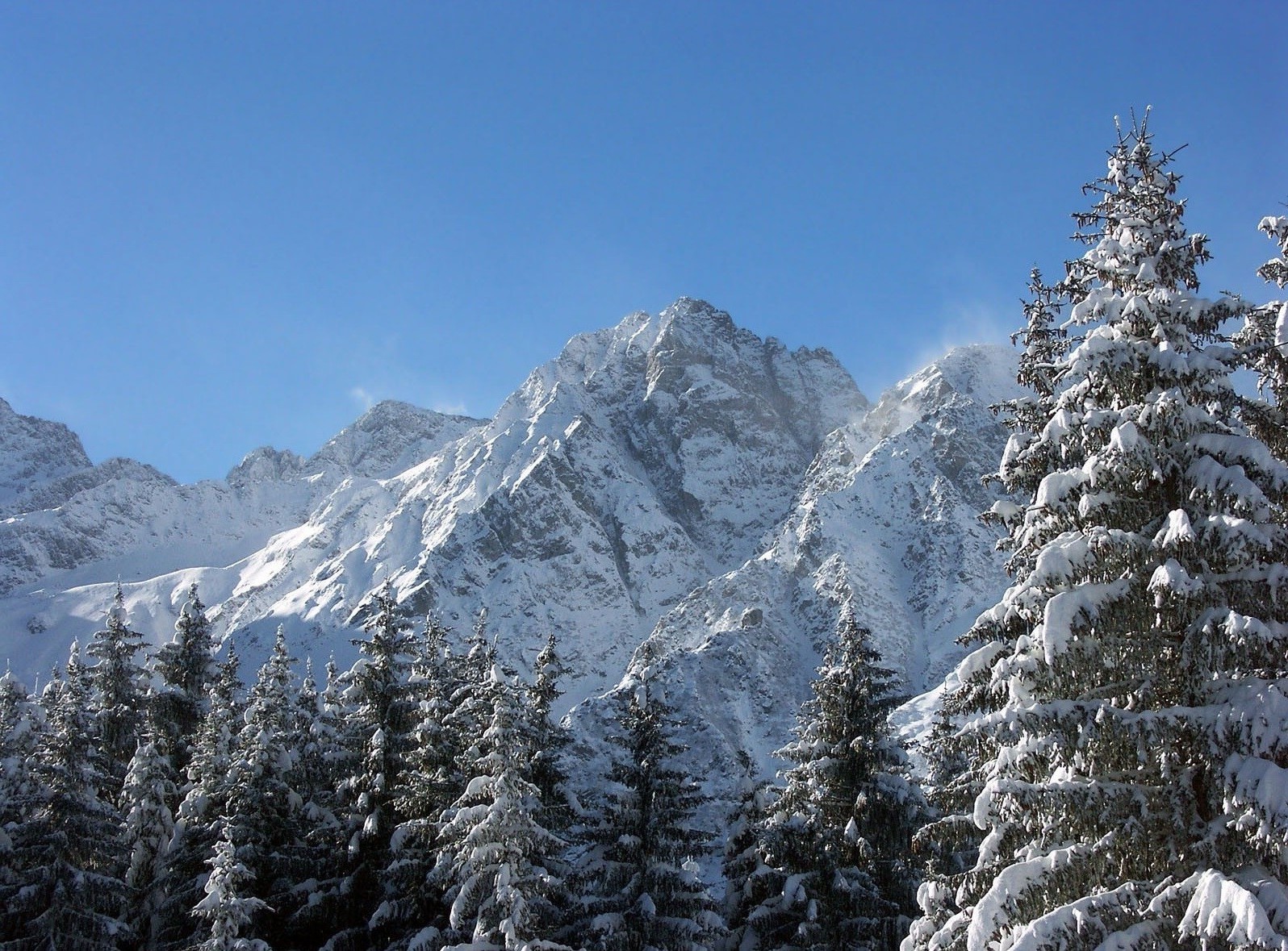 forêt neige hiver montagne bois froid evergreen conifères scénique glace gel pic de montagne paysage neigeux altitude alpine