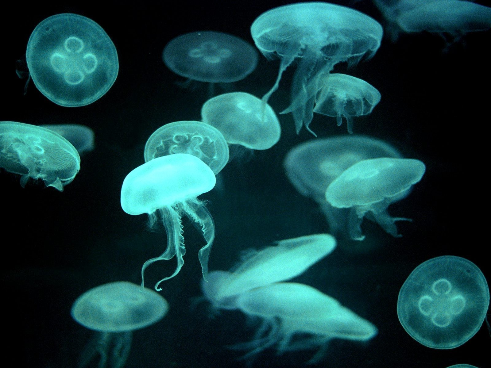 animales medusas acuario bajo el agua profundo natación peces naturaleza