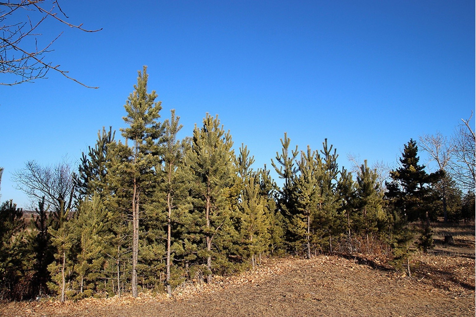 árboles árbol naturaleza paisaje madera al aire libre cielo verano buen tiempo parque pino coníferas viajes evergreen otoño sol