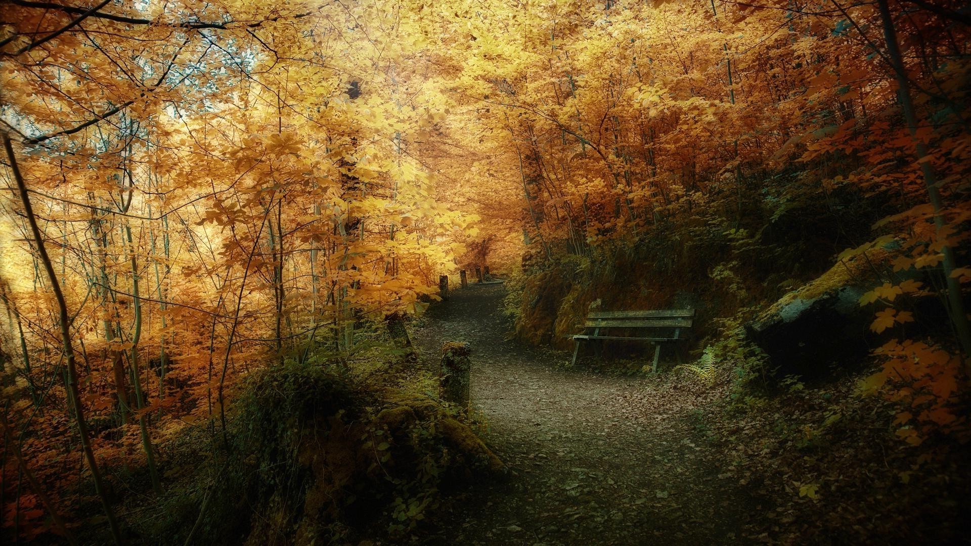 autumn fall wood tree landscape light park nature