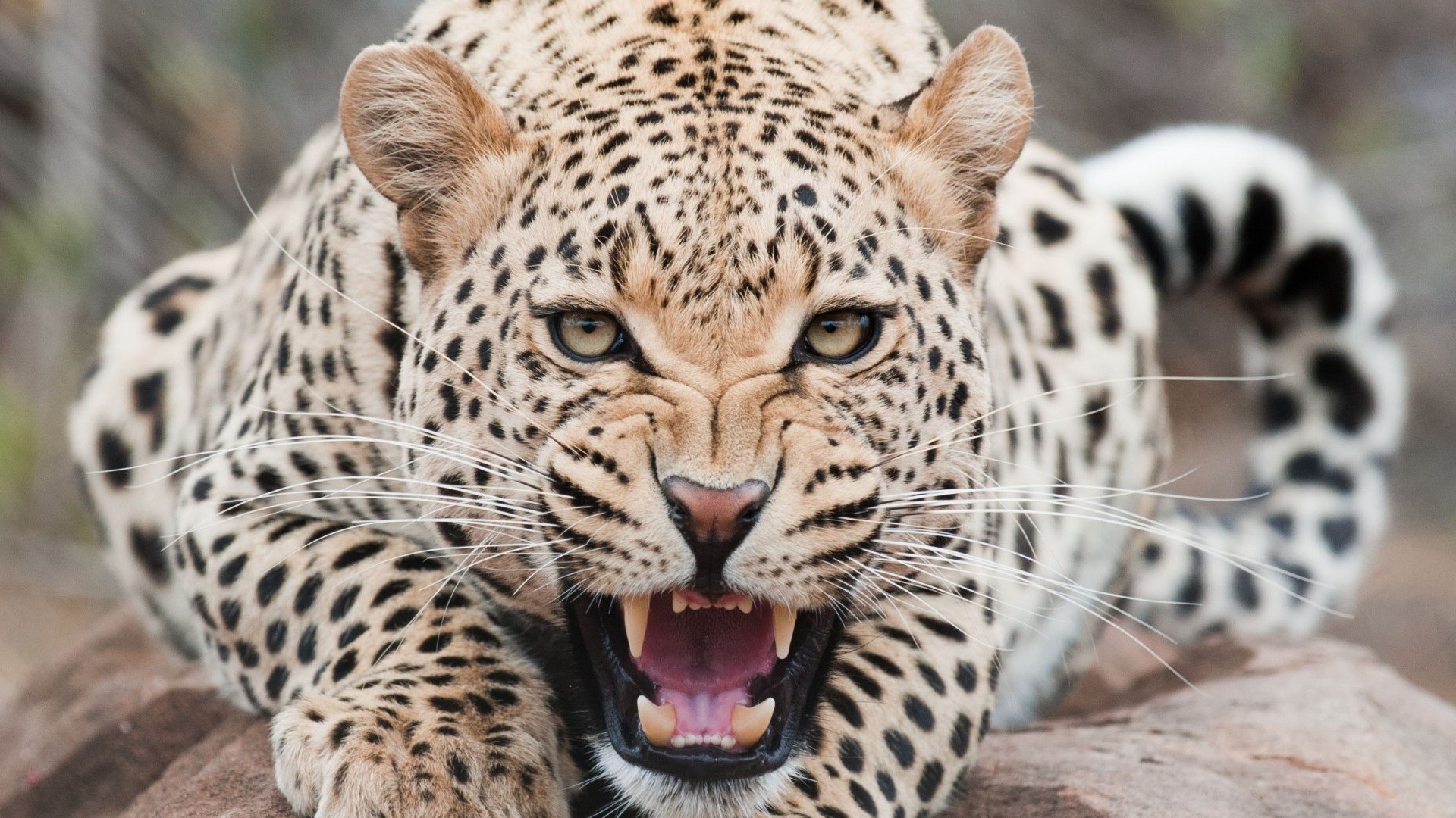 animaux faune mammifère zoo animal safari chat sauvage prédateur chasseur mangeur de viande léopard jungle nature fourrure grand danger portrait