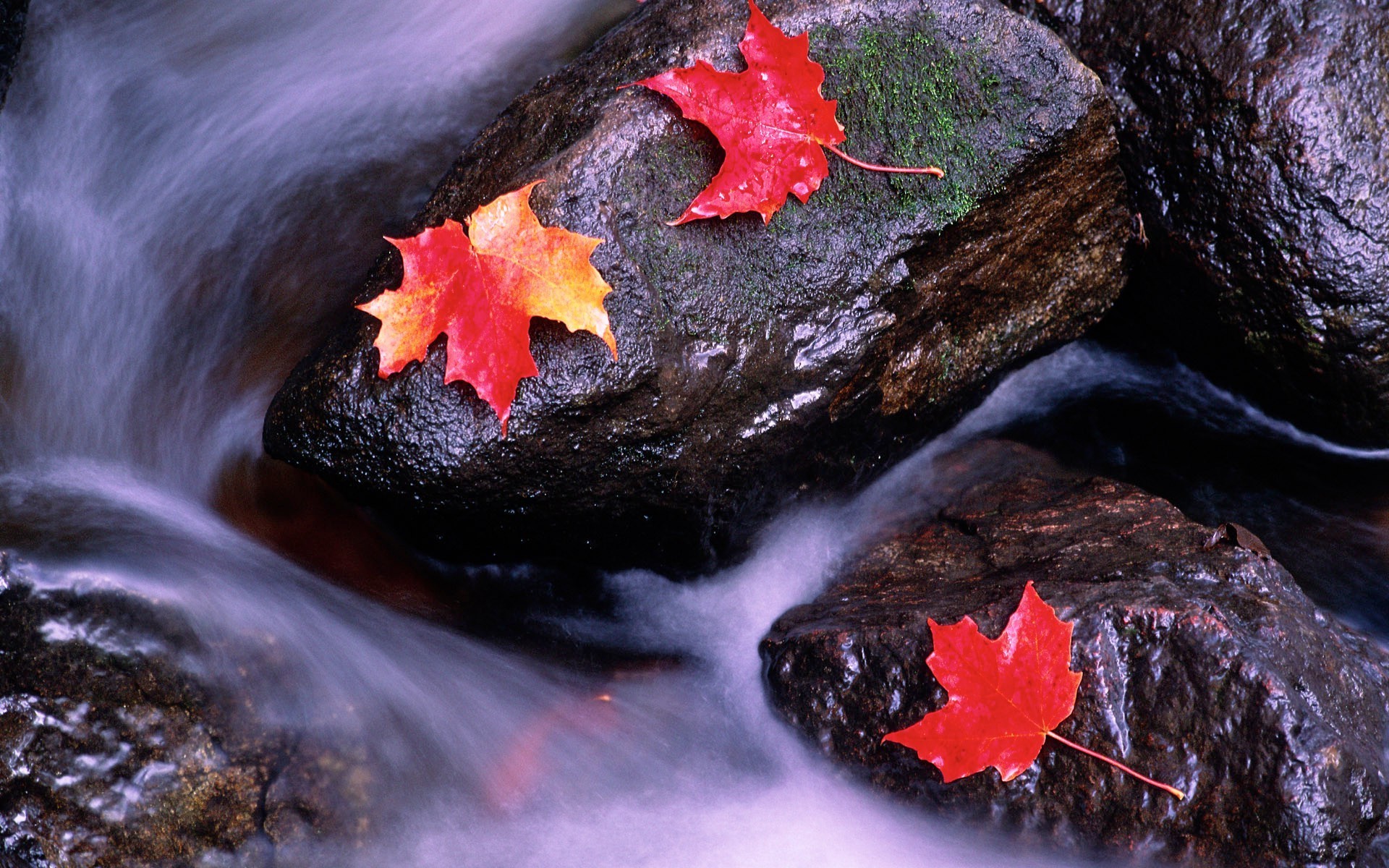 feuilles nature à l extérieur bois rock feuille automne